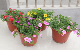 彩色牽?；ㄅ柙?易種花卉大苗，帶花爆盆的蔬菜園藝新寵