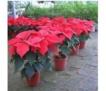 萬(wàn)年紅花卉企業(yè)黃頁(yè) 跨界發(fā)展，探索蔬菜產(chǎn)業(yè)新機(jī)遇